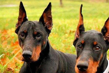 杜宾犬可以牧羊吗