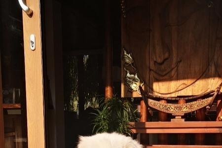 唯一圈养棕白色大白熊叫什么