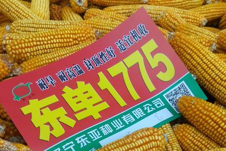东单1971玉米种审定编号