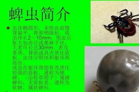 蜱虫最怕什么植物