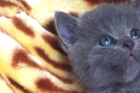 两个多月蓝猫一次倒多少猫粮