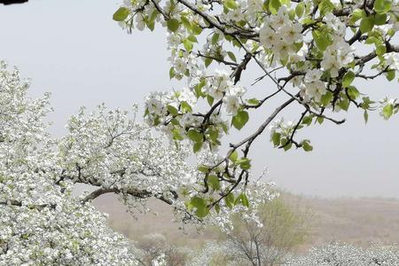 石川梨花什么时候开