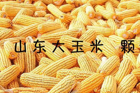膨化玉米如何喂仔猪