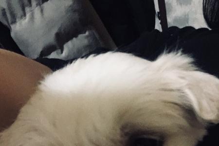 土狗和串串狗哪个更好养