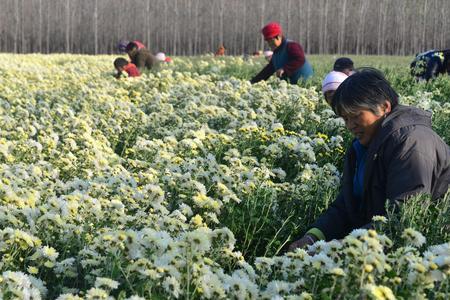 菊花杆采摘后怎么处理