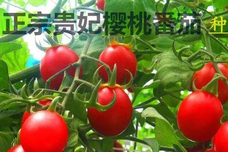 贵妃樱桃番茄种植方法