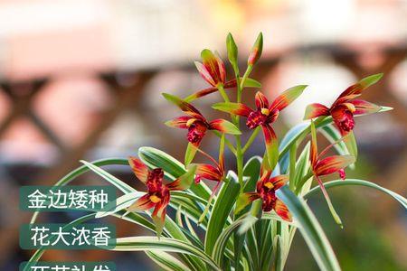 洛神金边建兰怎么养