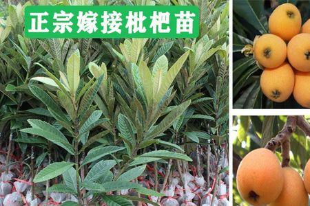 枇杷实生苗品种会变吗
