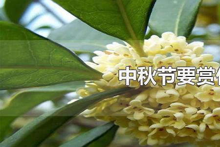 中秋节适合摆放什么花