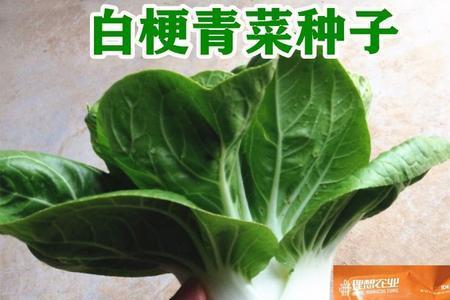 大叶白到底是什么