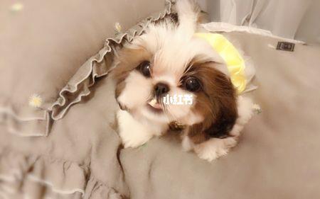 西施犬钩织教程
