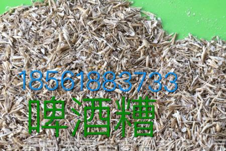 湿酒糟适合养狗吗