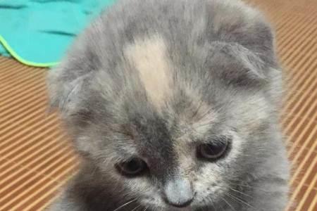 两个月的蓝猫一般多重