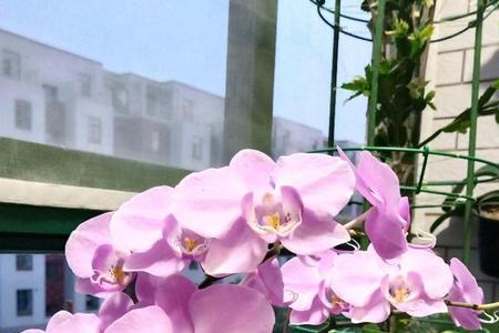 蝴蝶兰夏天放在什么地方最好
