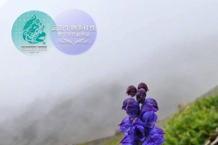 乌头蜜用的是哪种乌头
