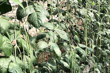 豇豆春天种植如何起畦