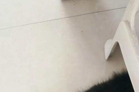 边牧总是撕尿垫怎么办