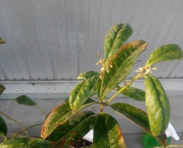 桂花叶干枯一碰就掉
