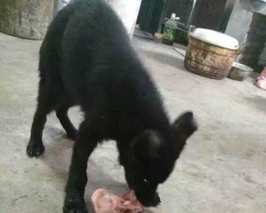 东德牧羊犬有白胸和白爪正常吗