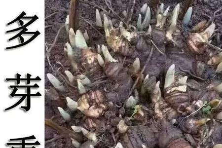 重楼育苗催芽生根液使用方法