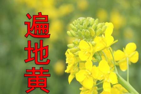 黄金遍地下一句是什么