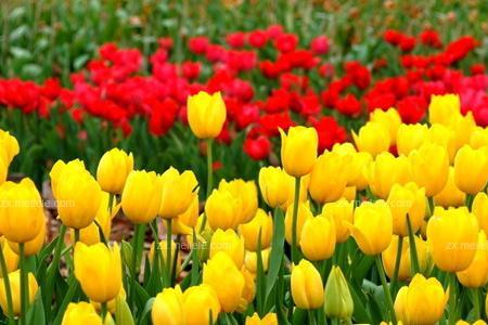 郁金香是一年四季都开花吗