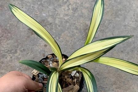 厚叶兰花品种