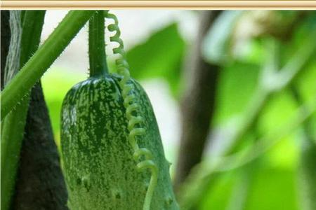 黄瓜7月15可播种吗