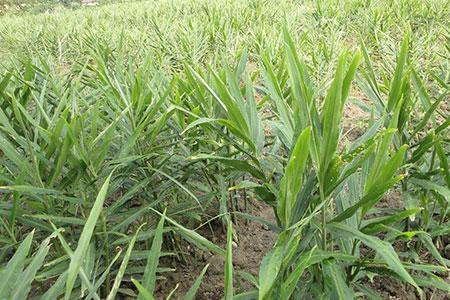 山东乳山生姜种植时间和方法