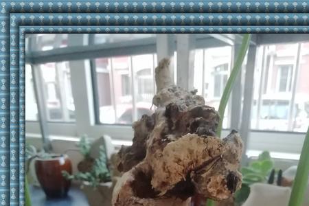 黄荆发芽后死掉还能再生吗