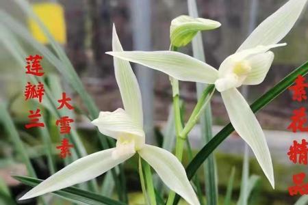 大雪素和小雪素哪种更好养殖