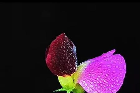 看过花开何必在意花属于谁