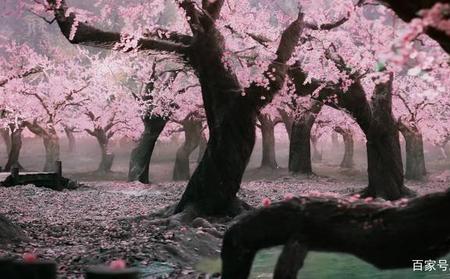 三生三世十里桃花为什么能结婚