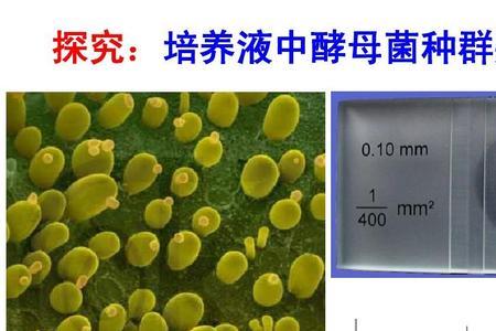 调查酵母菌种群数量的方法