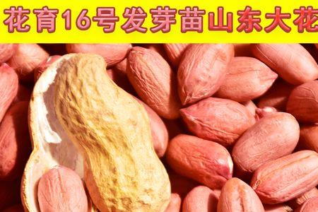 花育958花生品种介绍