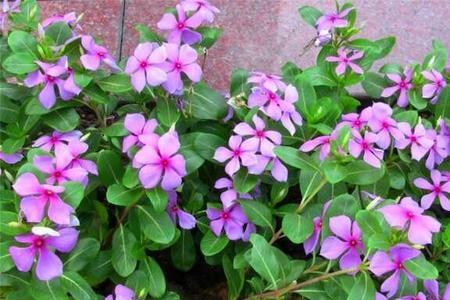 四季梅几点开花