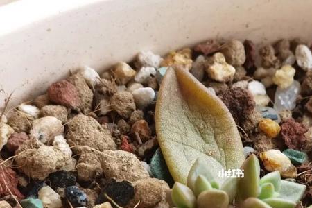 杂交的多肉可以叶插吗