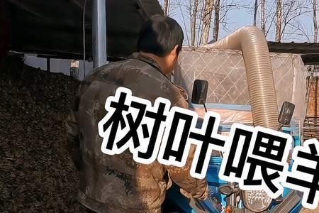 羊为什么不能喂树叶