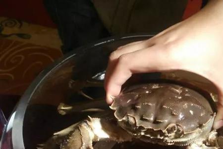 乌龟吃生螃蟹还是死螃蟹