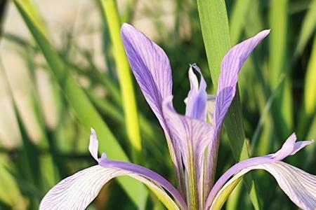 马兰花中马兰花的性格特点