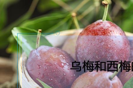 乌梅和乌酸梅有什么区别