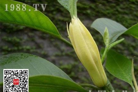 黄桷兰要用深盆养吗吗