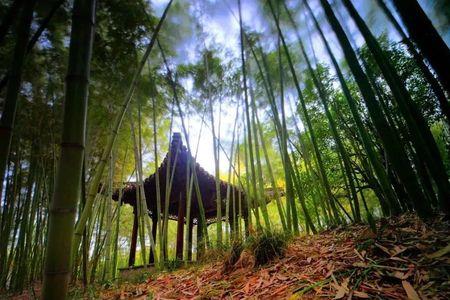 竹意盎然什么意思