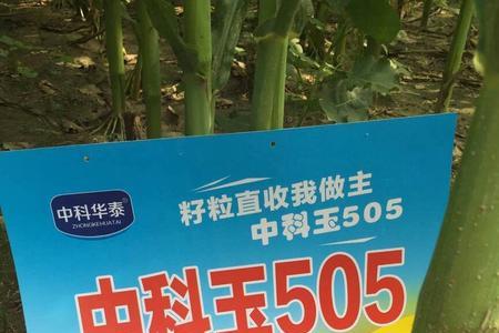 中科505好还是裕丰303好