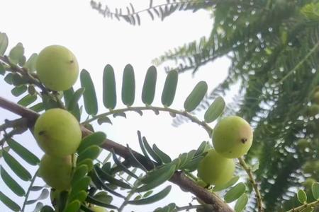 橄榄叶可以泡多久