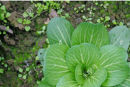 两片叶子小白菜可以吃吗