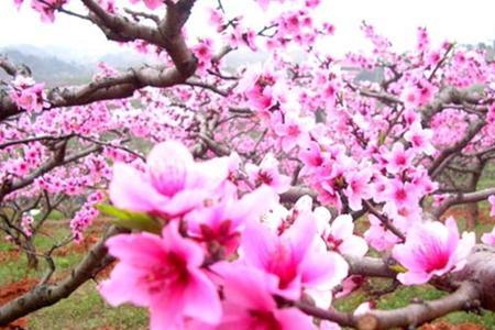 三月桃花水一千朵桃花指的什么