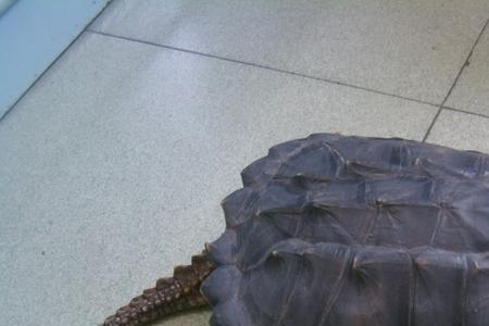 鳄龟养在小容器里能长大吗