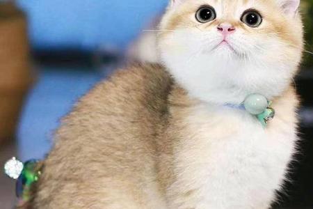 英短乳白和金渐层哪个好