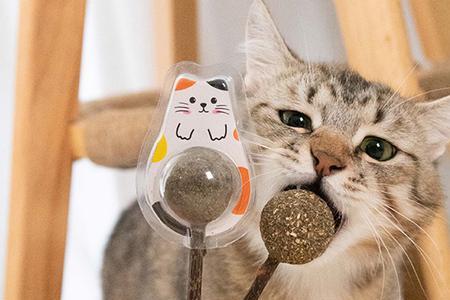 猫咪几个月的时候可以用磨牙棒